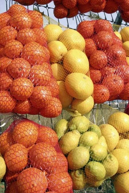 Citrus fruits are rich in vitamin C.