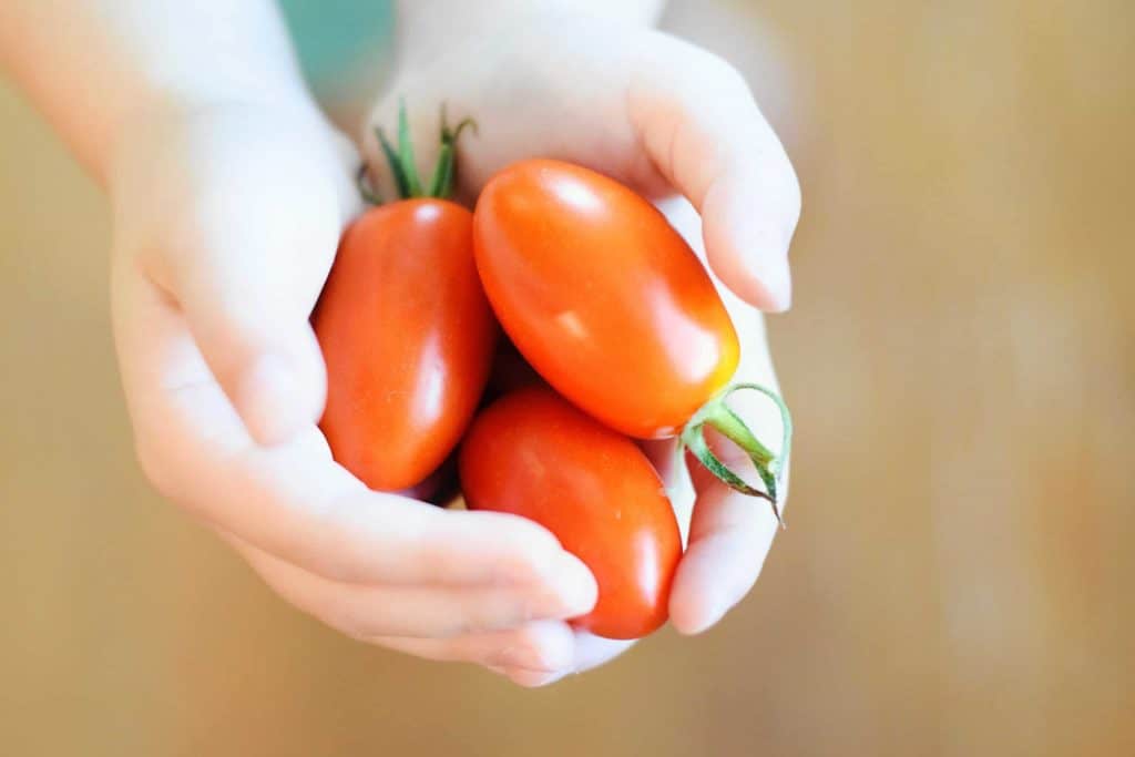 child holding tomatoes